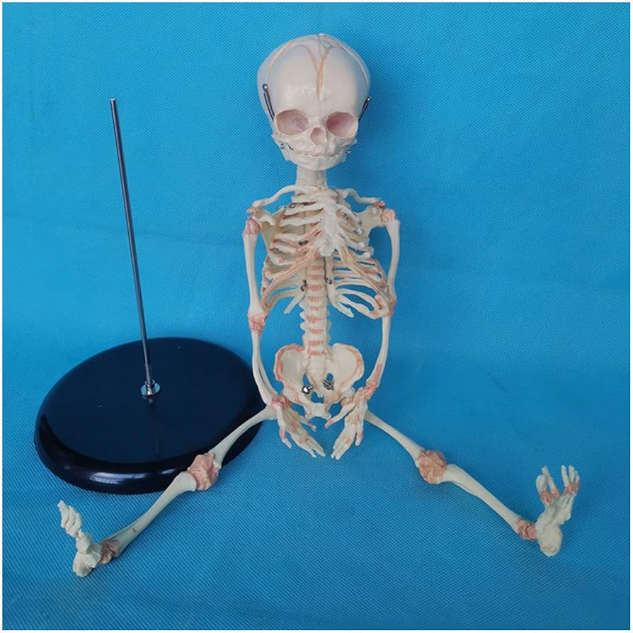 カラ-チャ-ト人体の骨格 二国語版/南江堂/ロバ-ト・マシュ-・ヘイ・マクミン（大型本） カラ-チャ-ト人体の骨格 二国語版/南江堂/ロバ-ト・マシュ